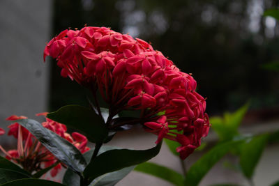 Close-up of red rose flowers