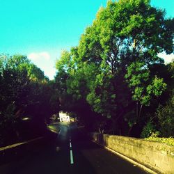 Road along trees