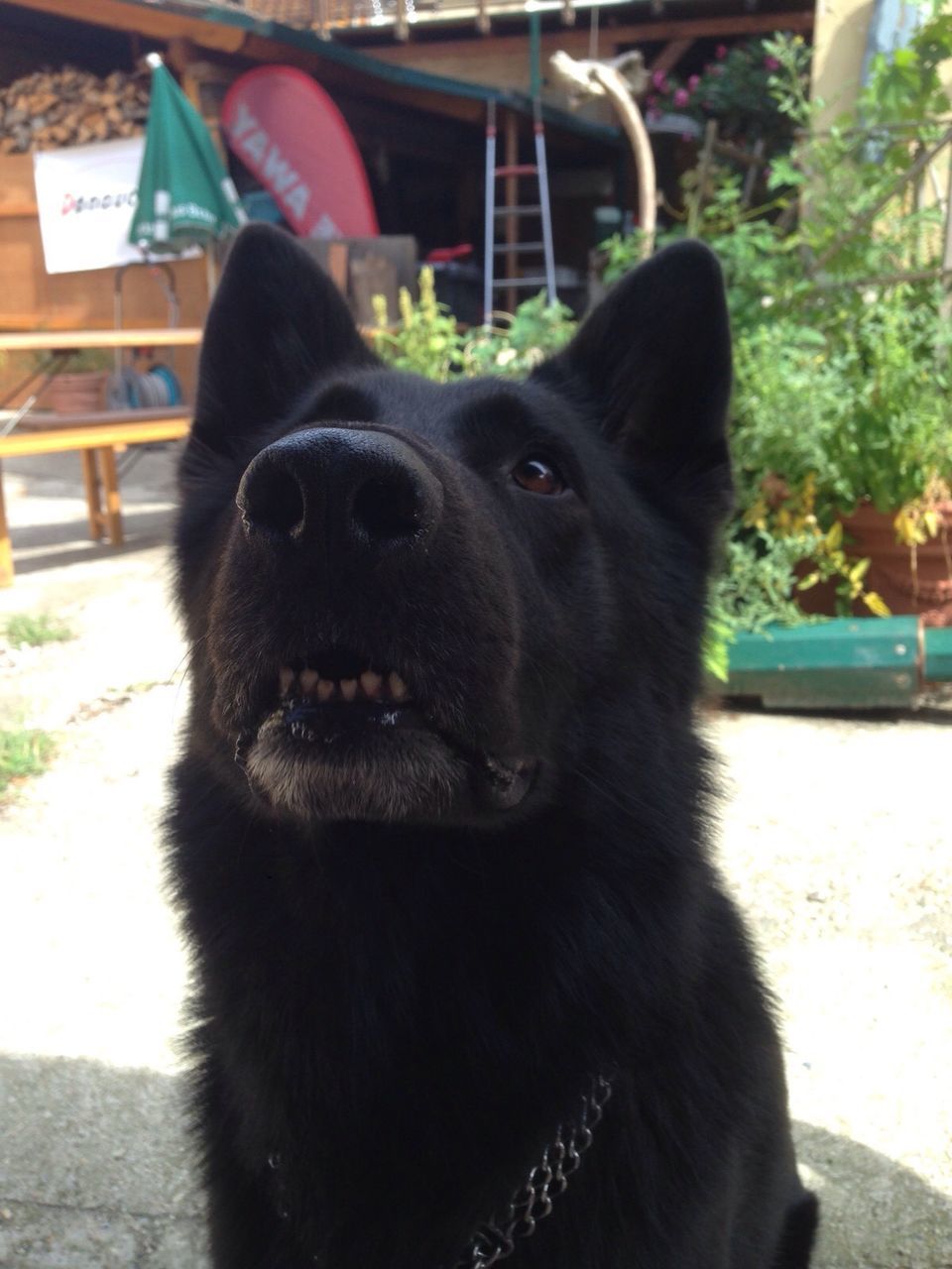 EXTREME CLOSE UP OF DOG