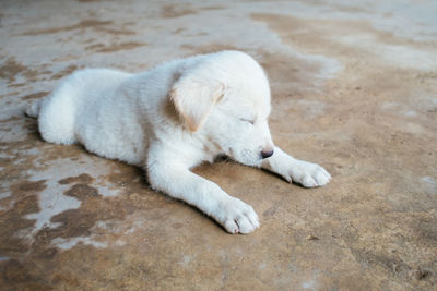 White puppy is sleeping on the ground