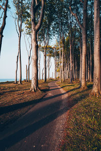 Trees on field by road