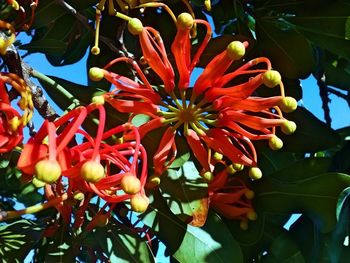 Close-up of flowers