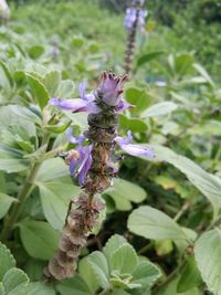 Close-up of bee pollinating on purple flower