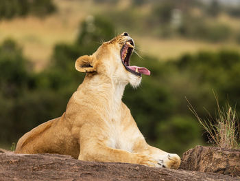 Close-up of a cat yawning