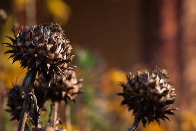 Close-up of spikey plants against blurred background