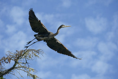 Low angle view of bird flying against sky