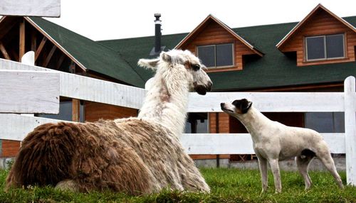 Sheep standing in a field