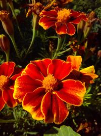 Close-up of orange flowers blooming outdoors