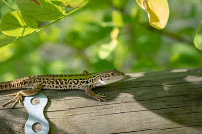 Close-up of lizard on wood