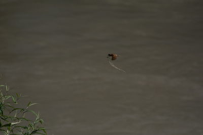 Bird flying over the water