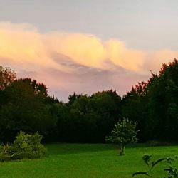 Scenic view of grassy field against sky