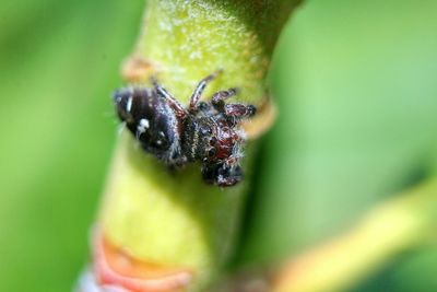 Macro shot of insect on leaf