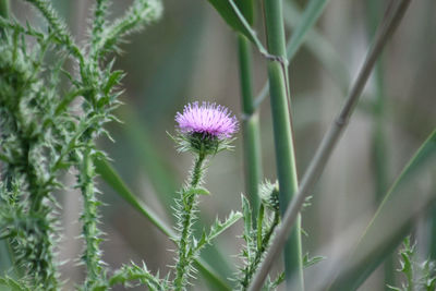 Spiny plumeless thistle in bloom close-up view with selective focus