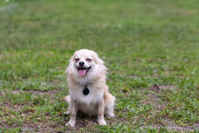 Dog running on field