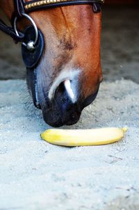 Close-up of horst snout