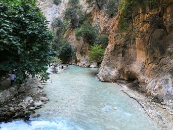 Scenic view of river amidst trees in forest