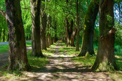 Footpath amidst trees in forest