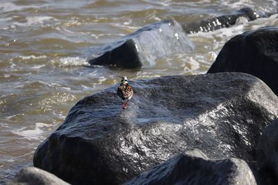 Turnstone sea bird on rock.