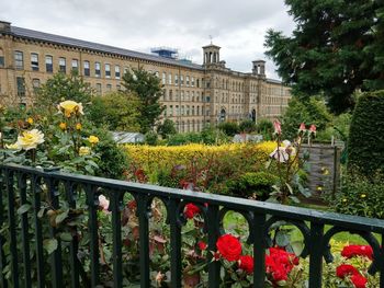 Flowers growing by trees in city against sky