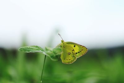 Close-up of butterfly on leaf