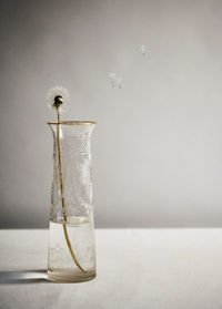 Close-up of dandelion in vase on table against wall