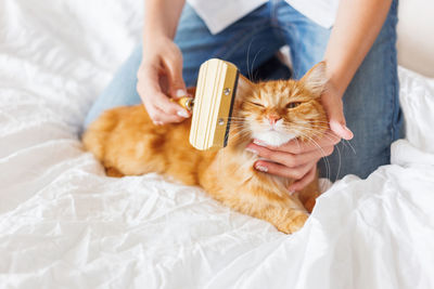 Woman combs sleepy ginger cat. fluffy pet. taking care of domestic animal. cozy home.