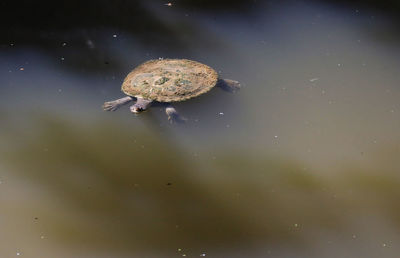 High angle view of crab in lake