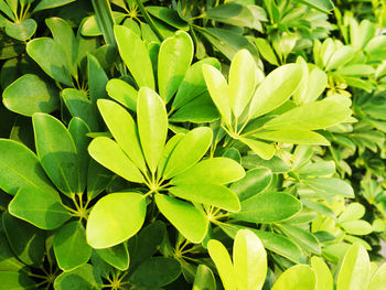 Full frame shot of leaves