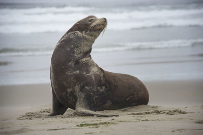 Close-up of sea lion on beach