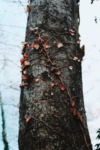 Close-up of tree trunk against sky