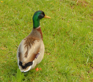 Close-up of duck on field
