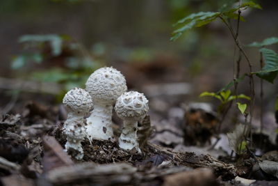 Close-up of mushroom growing on field