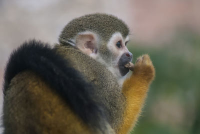 Close-up of monkey