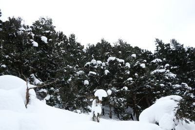 Trees on snow covered field against sky