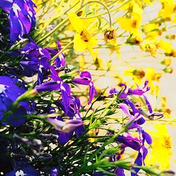 Close-up of purple flowers blooming