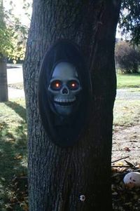 Close-up of tree trunk