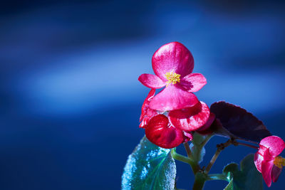 Close-up of pink rose flower