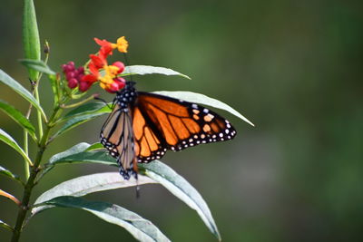 Close-up of butterfly pollinating on flower