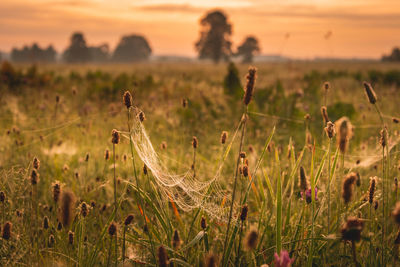 Close-up of plants growing on field during sunset