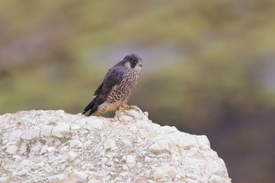 A juvenile peregrine falcon on a cliff edge