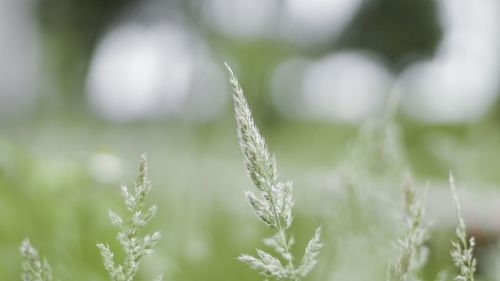 The bright morning of grass flowers