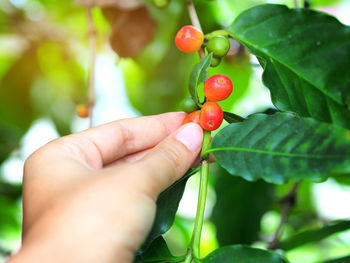 Close-up of hand holding coffee berry 