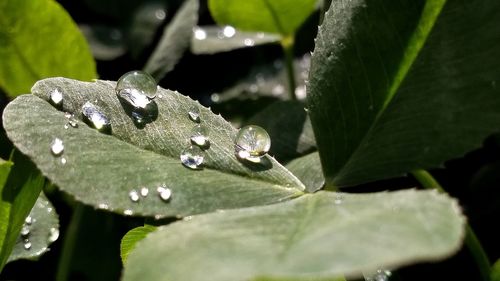 Close-up of raindrops on leaves