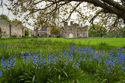 Purple flowering plants on field against buildings