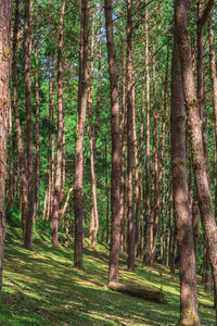 Pine trees in forest