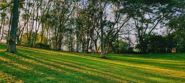 Scenic view of trees on field