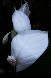 Close-up of white flowers