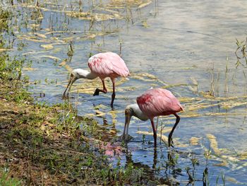 Bird drinking water in a lake