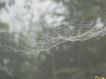 Close-up of water drops on spider web