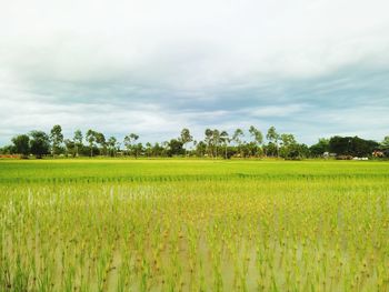 Scenic view of agricultural field against sky